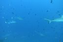 DSC00127.JPG