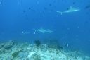 DSC00129.JPG