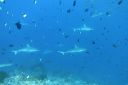 DSC00132.JPG