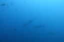 DSC00232.JPG