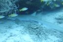 DSC00263.JPG