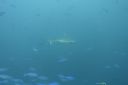 DSC00287.JPG