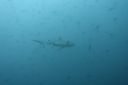 DSC00293.JPG