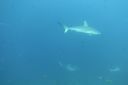 DSC00437.JPG