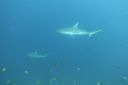 DSC00439.JPG