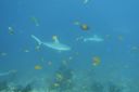 DSC00443.JPG
