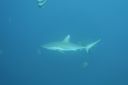 DSC00453.JPG