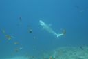 DSC00477.JPG