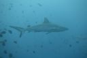 DSC00484.JPG