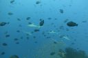 DSC00515.JPG