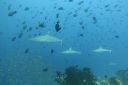 DSC00579.JPG