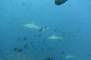 DSC00594.JPG