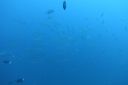 DSC00616.JPG