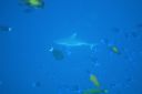 DSC00661.JPG