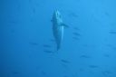 DSC00689.JPG