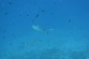 DSC00728.JPG