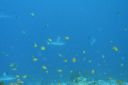 DSC00786.JPG