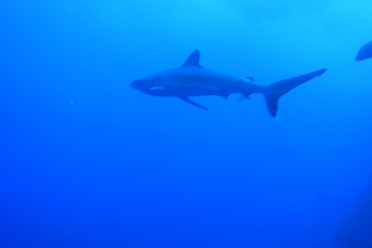 DSC00313.JPG