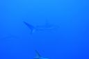 DSC00299.JPG