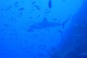 DSC00307.JPG