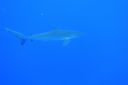 DSC00339.JPG