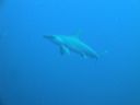 DSC00205.JPG