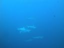 DSC00439.JPG