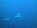 DSC00445.JPG