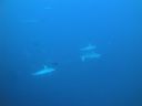 DSC00449.JPG