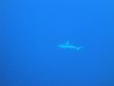 DSC00130.JPG