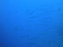 DSC00553.JPG