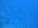 DSC00555.JPG