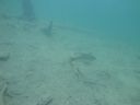 DSC00294~0.JPG